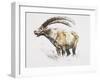 Ibex, Noasca-Mark Adlington-Framed Giclee Print