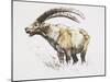 Ibex, Noasca-Mark Adlington-Mounted Giclee Print