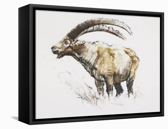 Ibex, Noasca-Mark Adlington-Framed Stretched Canvas