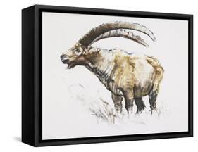 Ibex, Noasca-Mark Adlington-Framed Stretched Canvas