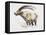 Ibex, Noasca-Mark Adlington-Framed Stretched Canvas