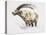 Ibex, Noasca-Mark Adlington-Stretched Canvas