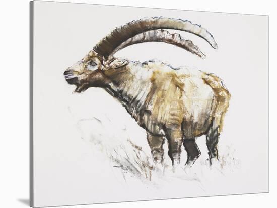 Ibex, Noasca-Mark Adlington-Stretched Canvas