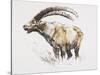 Ibex, Noasca-Mark Adlington-Stretched Canvas