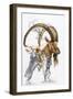 Ibex-Barbara Keith-Framed Giclee Print