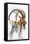 Ibex-Barbara Keith-Framed Stretched Canvas