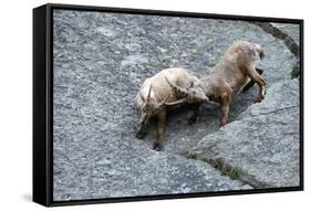 Ibexes, Capra Ibex-Reiner Bernhardt-Framed Stretched Canvas