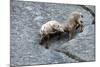 Ibexes, Capra Ibex-Reiner Bernhardt-Mounted Photographic Print