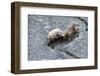 Ibexes, Capra Ibex-Reiner Bernhardt-Framed Photographic Print