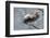 Ibexes, Capra Ibex-Reiner Bernhardt-Framed Photographic Print