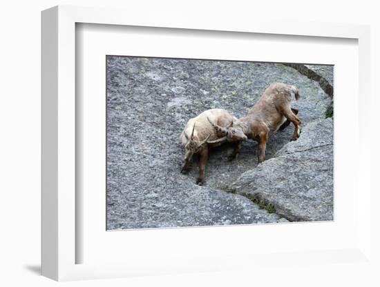 Ibexes, Capra Ibex-Reiner Bernhardt-Framed Photographic Print