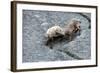 Ibexes, Capra Ibex-Reiner Bernhardt-Framed Photographic Print