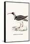 Ibidorhyncha Struthersii-A Century Of Birds From The Himalaya Mountains-John Gould & William Hart-John Gould-Framed Stretched Canvas