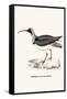 Ibidorhyncha Struthersii-A Century Of Birds From The Himalaya Mountains-John Gould & William Hart-John Gould-Framed Stretched Canvas