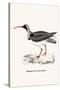 Ibidorhyncha Struthersii-A Century Of Birds From The Himalaya Mountains-John Gould & William Hart-John Gould-Stretched Canvas