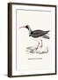 Ibidorhyncha Struthersii-A Century Of Birds From The Himalaya Mountains-John Gould & William Hart-John Gould-Framed Art Print