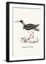 Ibidorhyncha Struthersii-A Century Of Birds From The Himalaya Mountains-John Gould & William Hart-John Gould-Framed Art Print