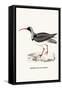 Ibidorhyncha Struthersii-A Century Of Birds From The Himalaya Mountains-John Gould & William Hart-John Gould-Framed Stretched Canvas