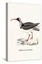 Ibidorhyncha Struthersii-A Century Of Birds From The Himalaya Mountains-John Gould & William Hart-John Gould-Stretched Canvas