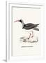 Ibidorhyncha Struthersii-A Century Of Birds From The Himalaya Mountains-John Gould & William Hart-John Gould-Framed Art Print