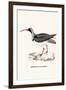 Ibidorhyncha Struthersii-A Century Of Birds From The Himalaya Mountains-John Gould & William Hart-John Gould-Framed Art Print