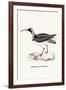 Ibidorhyncha Struthersii-A Century Of Birds From The Himalaya Mountains-John Gould & William Hart-John Gould-Framed Art Print