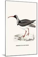 Ibidorhyncha Struthersii-A Century Of Birds From The Himalaya Mountains-John Gould & William Hart-John Gould-Mounted Art Print