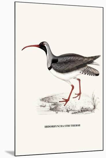 Ibidorhyncha Struthersii-A Century Of Birds From The Himalaya Mountains-John Gould & William Hart-John Gould-Mounted Art Print