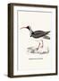 Ibidorhyncha Struthersii-A Century Of Birds From The Himalaya Mountains-John Gould & William Hart-John Gould-Framed Art Print