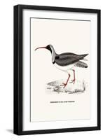 Ibidorhyncha Struthersii-A Century Of Birds From The Himalaya Mountains-John Gould & William Hart-John Gould-Framed Art Print