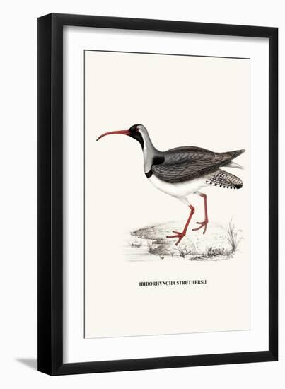 Ibidorhyncha Struthersii-A Century Of Birds From The Himalaya Mountains-John Gould & William Hart-John Gould-Framed Art Print