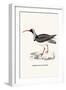 Ibidorhyncha Struthersii-A Century Of Birds From The Himalaya Mountains-John Gould & William Hart-John Gould-Framed Art Print