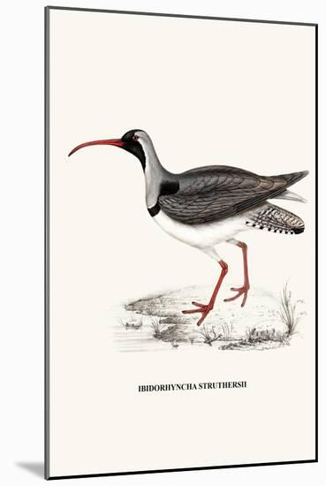 Ibidorhyncha Struthersii-A Century Of Birds From The Himalaya Mountains-John Gould & William Hart-John Gould-Mounted Art Print