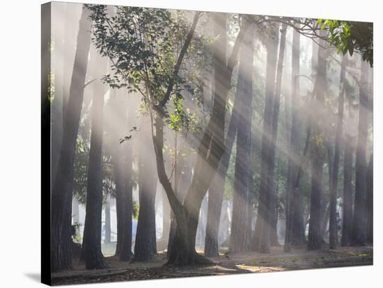 Ibirapuera park's trees in the mist, with light rays-Alex Saberi-Stretched Canvas