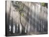 Ibirapuera park's trees in the mist, with light rays-Alex Saberi-Stretched Canvas