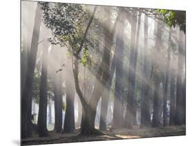 Ibirapuera park's trees in the mist, with light rays-Alex Saberi-Mounted Photographic Print
