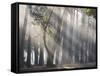 Ibirapuera park's trees in the mist, with light rays-Alex Saberi-Framed Stretched Canvas