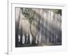 Ibirapuera park's trees in the mist, with light rays-Alex Saberi-Framed Photographic Print