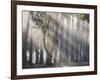 Ibirapuera park's trees in the mist, with light rays-Alex Saberi-Framed Photographic Print