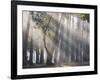 Ibirapuera park's trees in the mist, with light rays-Alex Saberi-Framed Photographic Print