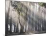 Ibirapuera park's trees in the mist, with light rays-Alex Saberi-Mounted Photographic Print