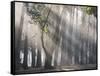 Ibirapuera park's trees in the mist, with light rays-Alex Saberi-Framed Stretched Canvas