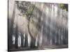 Ibirapuera park's trees in the mist, with light rays-Alex Saberi-Stretched Canvas