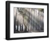 Ibirapuera park's trees in the mist, with light rays-Alex Saberi-Framed Premium Photographic Print