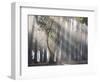 Ibirapuera park's trees in the mist, with light rays-Alex Saberi-Framed Premium Photographic Print