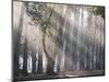 Ibirapuera park's trees in the mist, with light rays-Alex Saberi-Mounted Premium Photographic Print