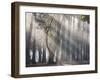 Ibirapuera park's trees in the mist, with light rays-Alex Saberi-Framed Premium Photographic Print