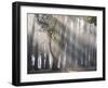 Ibirapuera park's trees in the mist, with light rays-Alex Saberi-Framed Premium Photographic Print