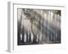 Ibirapuera park's trees in the mist, with light rays-Alex Saberi-Framed Premium Photographic Print