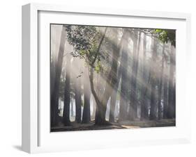 Ibirapuera park's trees in the mist, with light rays-Alex Saberi-Framed Premium Photographic Print